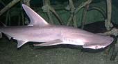 Bonnethead Shark