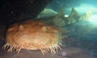 Wobbegong